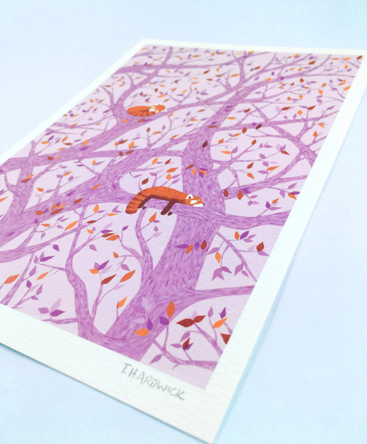 Snoozing Red Pandas A5 Print
