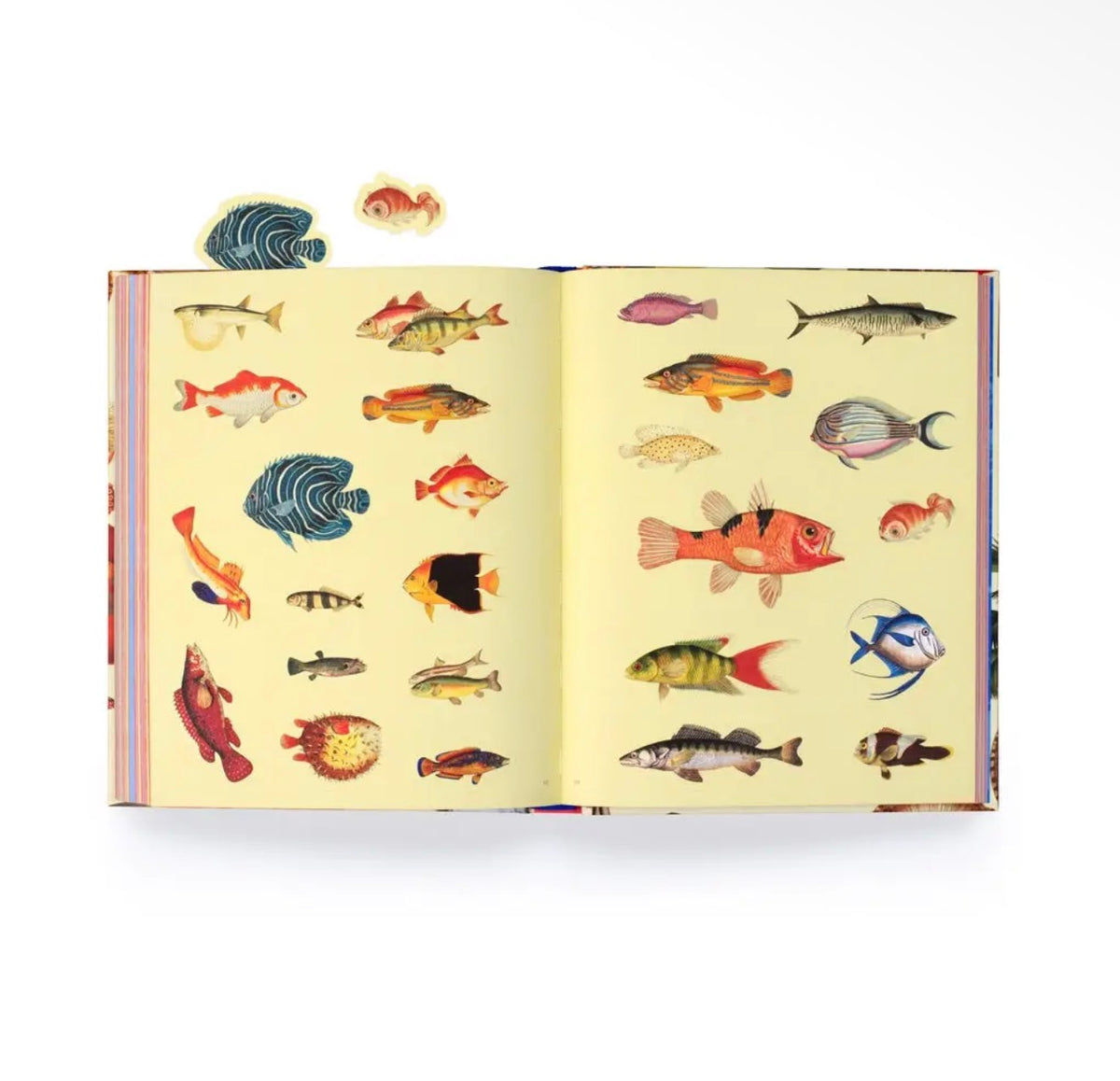 Extraordinary Things Sticker Book