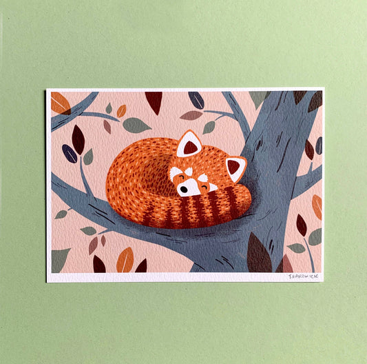 Sleeping Red Panda A5 Print
